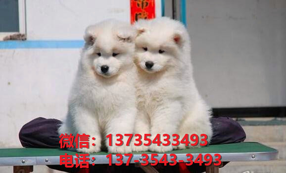 重庆宠物狗纯种萨摩耶犬出售卖狗买狗地方在哪里有狗市场领养活体