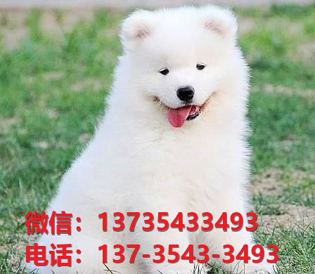 重庆狗场宠物狗犬舍出售纯种萨摩耶犬幼犬卖狗