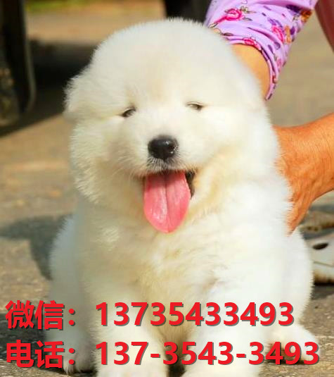 廊坊宠物狗犬舍出售纯种萨摩耶犬卖狗买狗地方