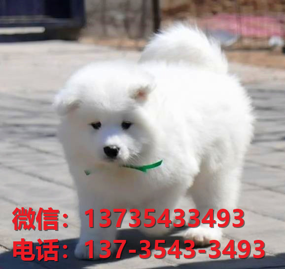 盐城宠物狗狗犬舍出售纯种萨摩耶幼犬卖狗买狗