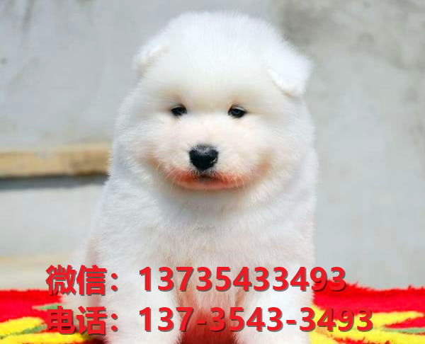 扬州宠物狗狗犬舍出售纯种萨摩耶犬幼犬狗市场在哪里有卖狗买狗地方