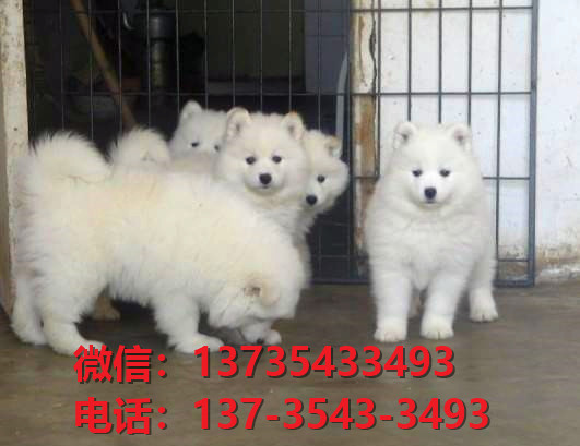 莱芜宠物狗犬舍领养纯种萨摩耶犬网上卖狗买狗