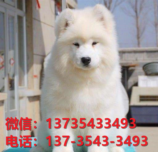 日照宠物狗犬舍领养纯种萨摩耶犬网上买狗卖狗地方在哪有狗市场