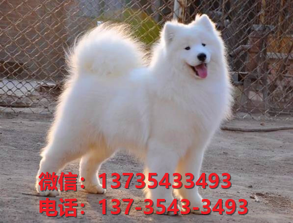 漳州宠物狗狗犬舍出售纯种萨摩耶幼犬卖狗买狗