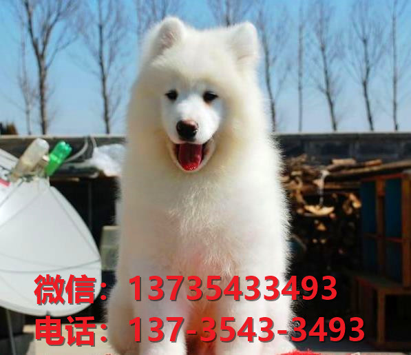 焦作宠物狗犬舍领养纯萨摩耶犬网上卖狗买狗地