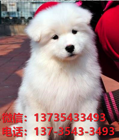 荆州宠物狗犬舍出售萨摩耶幼犬网上买狗卖狗的
