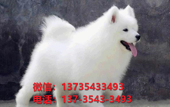 武汉宠物狗犬舍出售纯种萨摩耶犬卖狗买狗网站