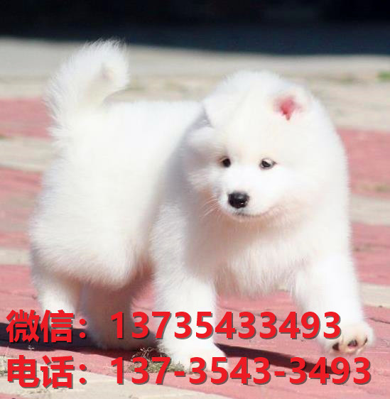 濮阳宠物狗犬舍出售纯种萨摩耶幼犬网上买狗卖