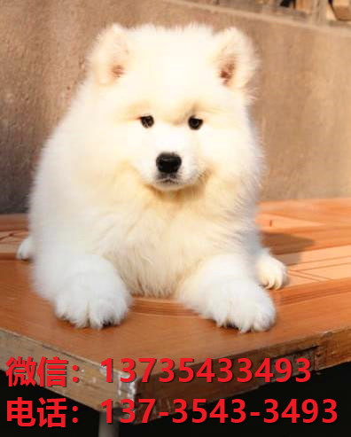 汕头宠物狗汕头犬舍出售纯种萨摩耶犬卖狗买狗