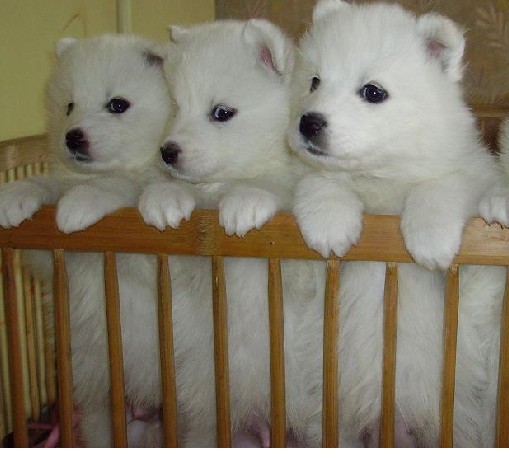 普洱买萨摩耶 景东县买萨摩耶 狗场萨摩耶出售