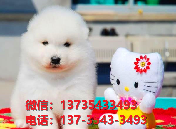 安康宠物狗狗犬舍出售纯种萨摩耶犬网上卖狗买狗地方在哪有狗市