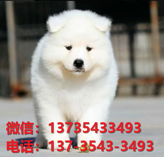 宝鸡宠物狗狗犬舍出售纯种萨摩耶犬卖狗买狗地