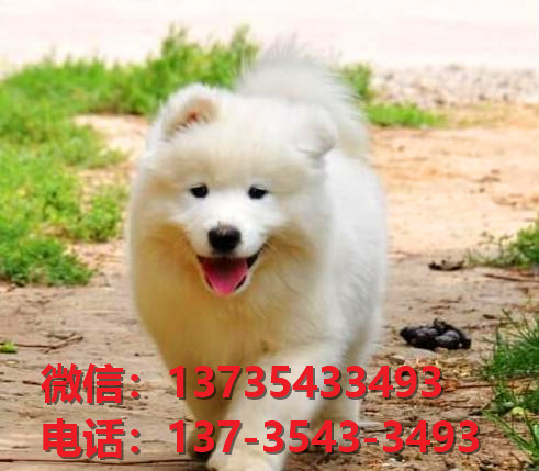 安康宠物狗狗犬舍出售纯种萨摩耶犬网上卖狗买狗地方在哪有狗市