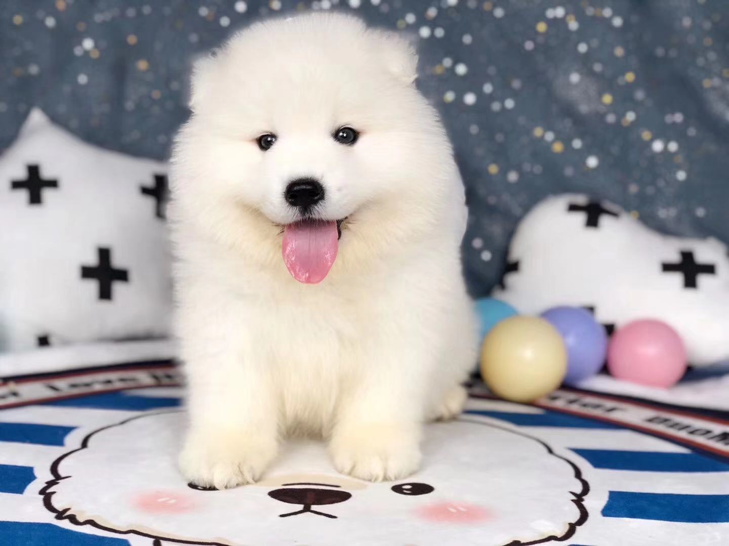 东莞哪里卖萨摩耶 东莞家养萨摩耶出售 东莞哪里卖的萨摩耶便宜