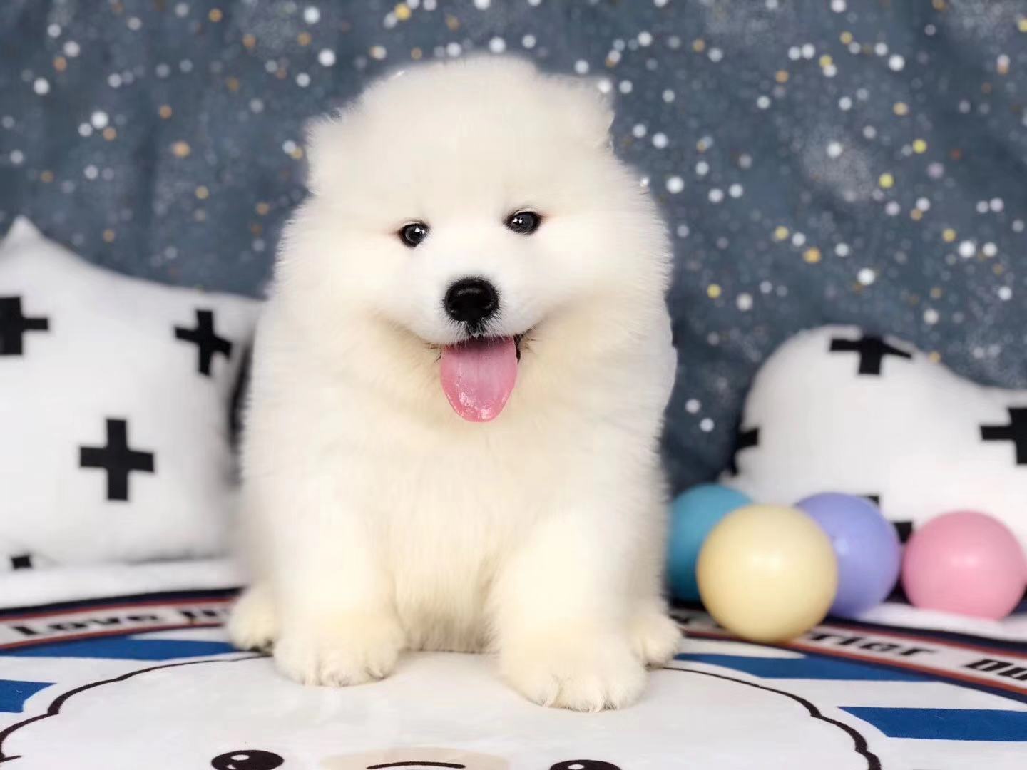 东莞哪里卖萨摩耶 东莞家养萨摩耶出售 东莞哪