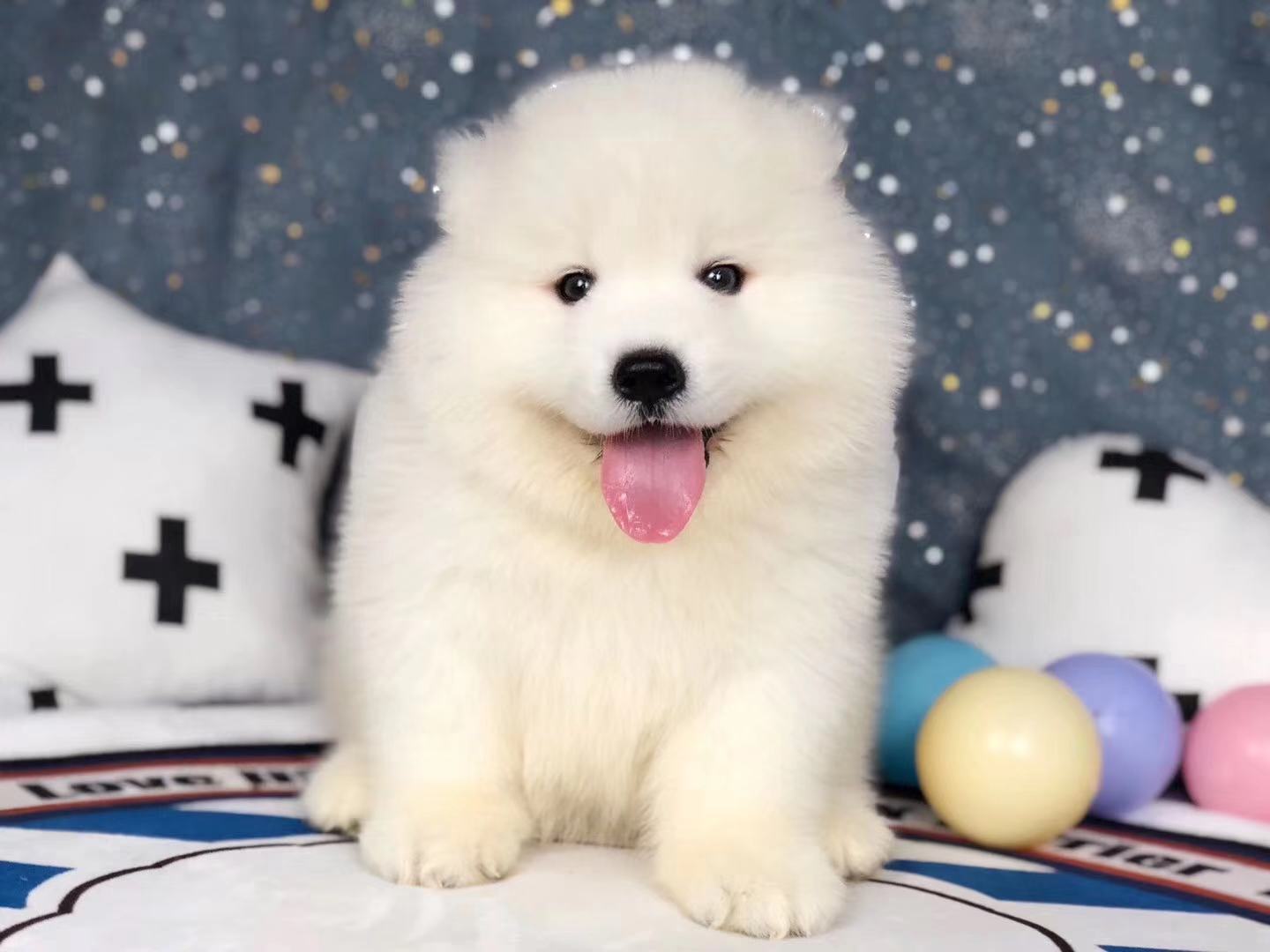 东莞哪里卖萨摩耶 东莞家养萨摩耶出售 东莞哪里卖的萨摩耶便宜