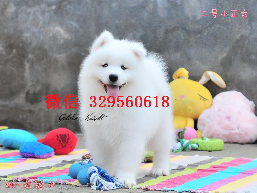  南昌哪里有卖萨摩的 纯白萨摩多少钱 标准萨