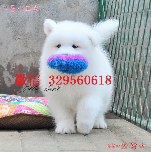  哈尔滨在哪里买萨摩耶 哈尔滨萨摩耶多少钱 