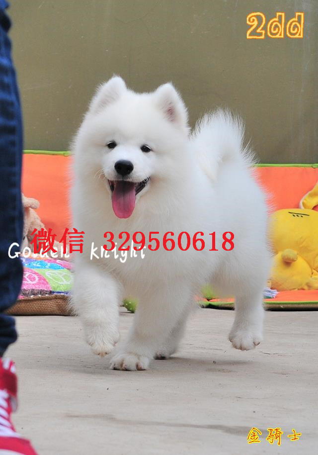  重庆萨摩耶多少钱一只 重庆哪里卖纯种萨摩耶