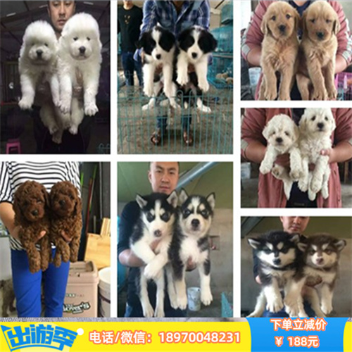 重庆本地犬舍出售纯种萨摩 重庆宠物买卖