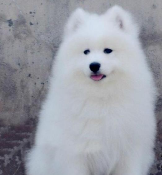 可爱萨摩耶犬狗狗出售 公母都有 支持上门挑选