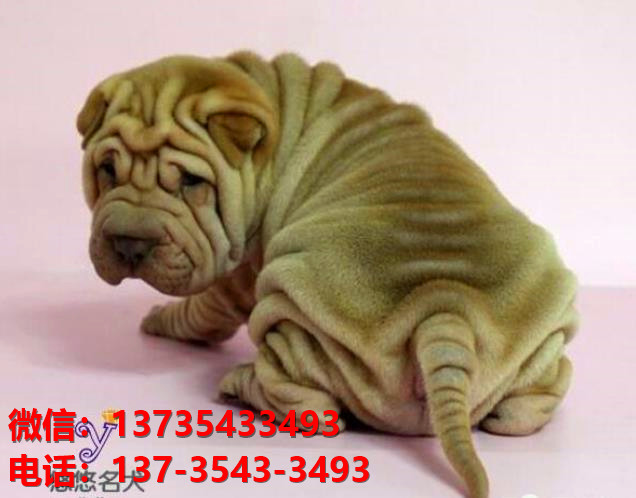 安庆犬舍 健康正宗沙皮狗幼犬出售哪里有宠物