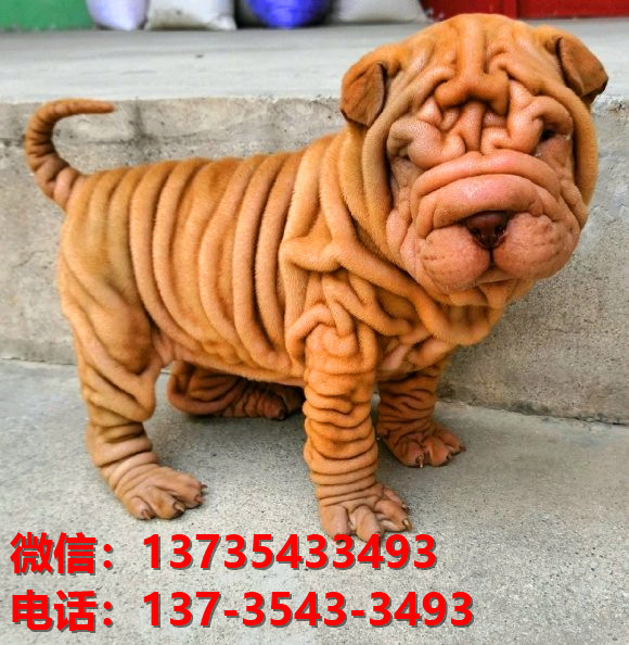 四川宜宾犬舍 健康正宗沙皮狗幼犬出售哪里有