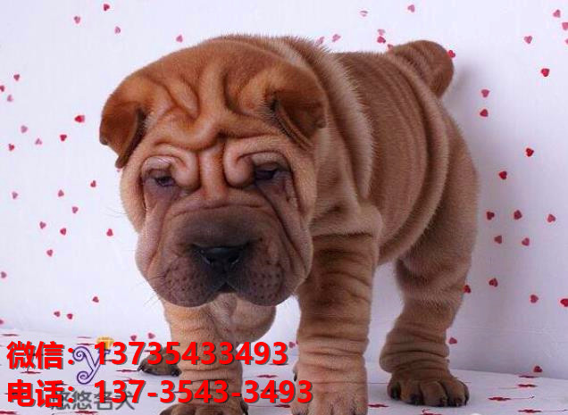 合肥犬舍 出售纯种沙皮狗正宗健康宠物狗犬舍领养宠物狗狗卖狗