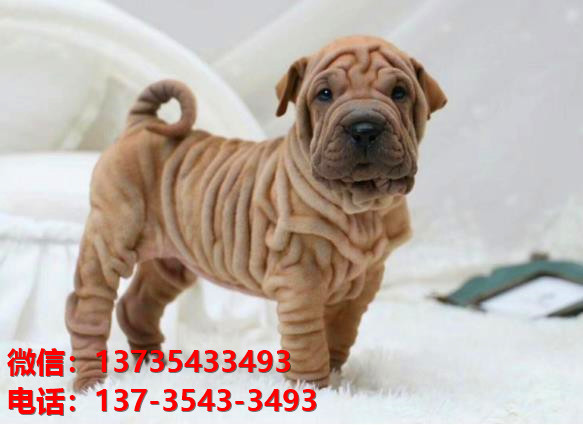 湖南长沙犬舍 出售纯种沙皮狗正宗健康宠物狗