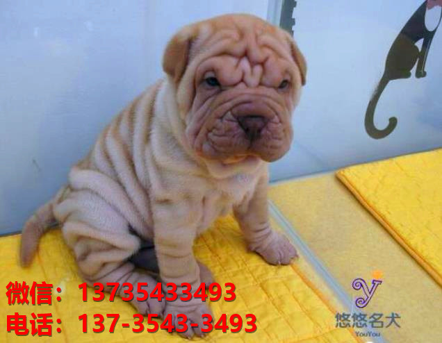 合肥犬舍 出售纯种沙皮狗正宗健康宠物狗犬舍