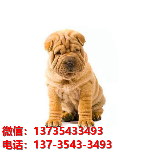 昆明犬舍 出售纯种沙皮狗正宗健康宠物狗犬舍