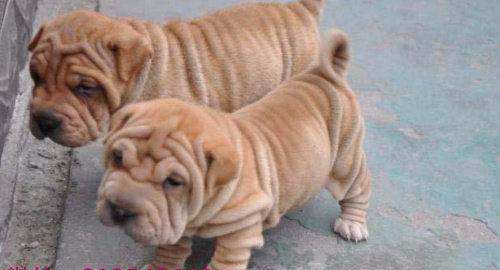 丽江哪里能买到沙皮狗宠物丽江有纯种沙皮狗卖吗