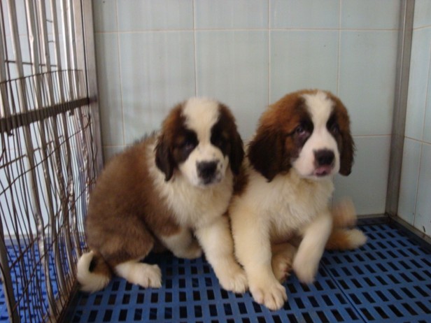 昆明圣伯纳幼犬出售昆明纯种圣伯纳小狗价格