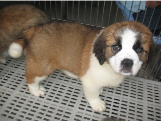 弥勒哪里买卖圣伯纳犬弥勒狗场出售圣伯纳幼犬