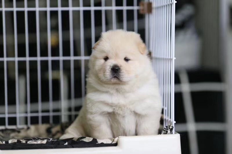 十堰哪里卖黑色松狮 十堰黄色松狮多少钱 十堰