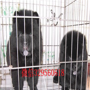 太原哪里有松狮幼犬出售 松狮幼犬哪里繁殖的好 松狮犬舍专业繁殖 松狮颜色 松狮价格