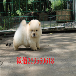太原哪里有松狮幼犬出售 松狮幼犬哪里繁殖的