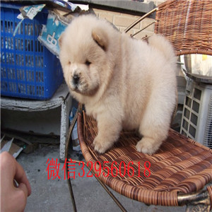 太原哪里有松狮幼犬出售 松狮幼犬哪里繁殖的好 松狮犬舍专业繁殖 松狮颜色 松狮价格