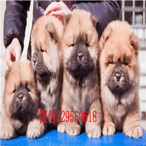 太原哪里有松狮幼犬出售 松狮幼犬哪里繁殖的好 松狮犬舍专业繁殖 松狮颜色 松狮价格