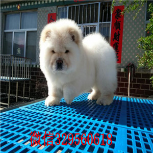 莱芜出售纯种松狮犬哪里有卖纯种松狮犬出售纯种松狮 健康可爱面包肉嘴松狮幼犬