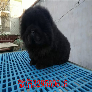 铁岭出售纯种松狮犬纯种松狮犬出售松狮犬图片大肉嘴松狮