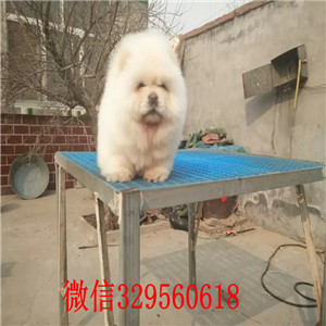 朝阳哪里有卖纯种松狮犬纯种松狮犬出售出售纯