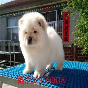 郑州哪里有卖纯种松狮犬自家繁殖的纯种松狮幼