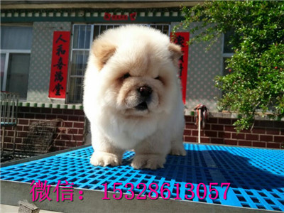 郑州哪里有卖松狮犬 纯种松狮犬多少钱 米黄色