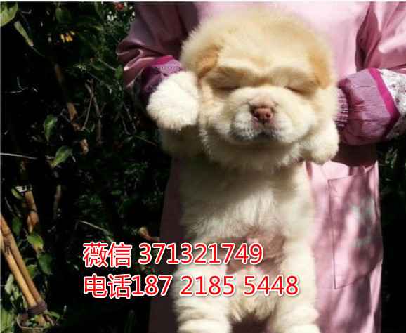 松狮犬出售 杭州松狮犬狗狗出售 大型犬 郑州