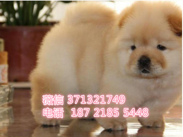 苏州犬舍出售松狮犬出售纯种幼犬，大型犬松狮狗