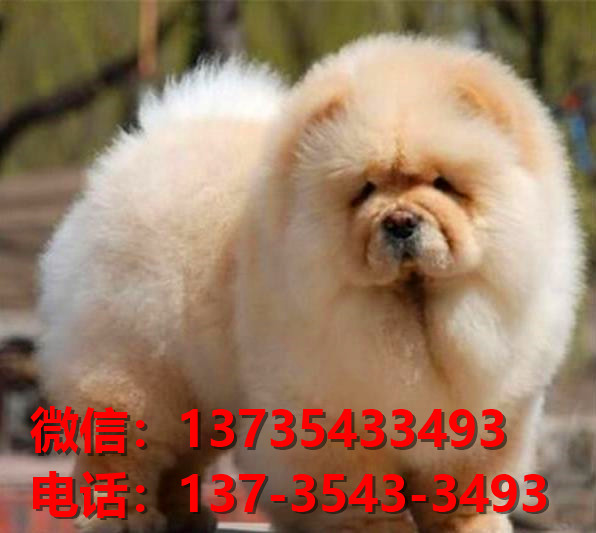 汕头宠物狗犬舍出售纯种松狮犬 网上哪里有宠