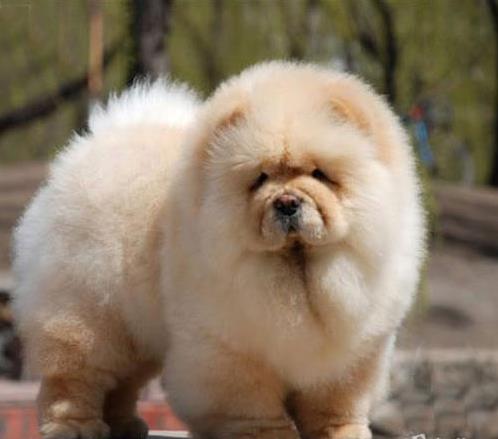 永州宠物狗犬舍出售纯种松狮犬 网上哪里有宠