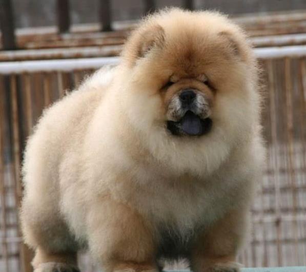 永州宠物狗犬舍出售纯种松狮犬宠物狗市场在哪