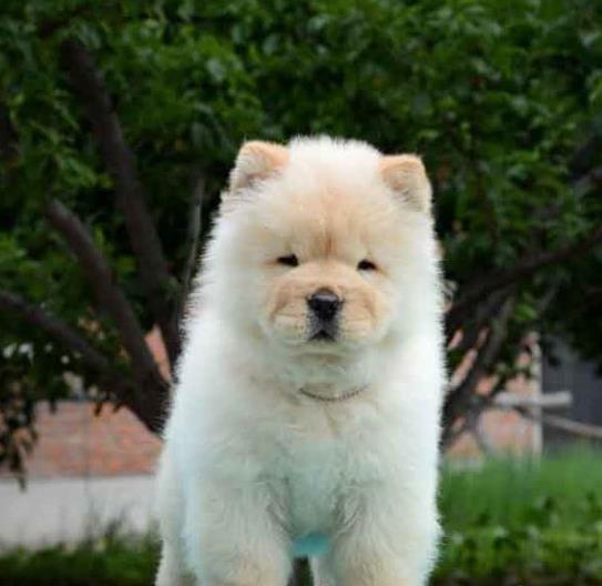 乐山宠物狗犬舍出售纯种松狮犬宠物狗市场在哪